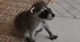 Woman Finds Scared Baby Raccoon In Her House