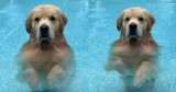 Dog's Comical Pool Maneuver Leaves Everyone in Stitches