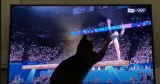 Cat's Hilarious Reaction to Gymnastics Routine Will Have You in Stitches