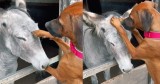 Donkey and Dog’s Precious Moment of Friendship Is Too Cute to Miss