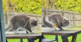 Cat’s Hilarious Attempt to Catch a Leaf Ends with a Dizzy Fall