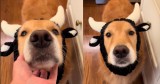 This Pup’s Spot-On Cow Impression Is Both Adorable and Hilarious