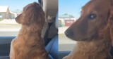 Upset Dog’s Mood Changes Instantly After Hearing This One Question