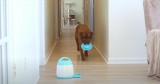 Clever Canine’s Hilarious Trick to Avoid Getting Exercise
