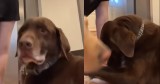 Adventurous Pup Sneaks Out and Hitches a Ride
