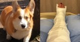 Quick-Thinking Corgi Saves the Day After Owner’s Fall