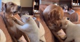 This Dog and Cat’s Precious Interaction Is the Cutest Thing You’ll See Today
