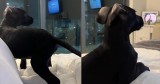 This Dog’s Love for ‘Bluey’ Is the Cutest Thing You’ll See Today