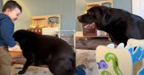 Toddler and Black Lab’s Adorable Bond Melts Hearts