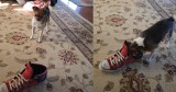 Dog’s Hilariously Unexpected Reaction to a Shoe Has Everyone Laughing