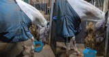 Horse Busts a Move and Steals the Show With Its Fancy Footwork