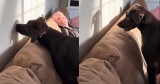 This Pup Takes on Its Shadow in the Cutest Showdown Ever
