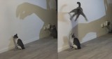 Cat Hilariously Attacks Mysterious Shadow Enemy