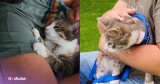 Reluctant Pet Owner and Cat's Heartwarming Friendship Is Too Cute