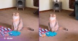 This Feisty Feline Isn't Hiding Its Feelings