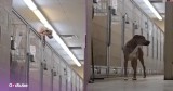 Shelter Dog Pulls Off Daring Escape from Pen