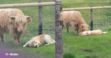 Golden Retriever Has the Best Time with Its New Buddy