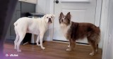 These Two Pups Refuse to Let Their Owner Leave