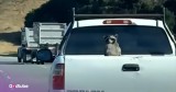 The Sweetest, Most Unexpected Stowaway Will Leave You Laughing Out Loud