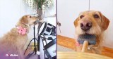 Dog Plays the Drums to Aretha Franklin’s Iconic Hit ‘Respect’