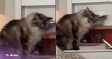 You’ll Laugh at What This Cat Does When Food Doesn’t Arrive on Time