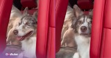 Pup Realizes It's Headed to the Vet—And Its Reaction Is Priceless