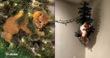 Mischievous Cats vs. Christmas Trees—And You'll Be Cracking Up