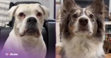 The Unexpected Move That Ended This Intense Staring Contest