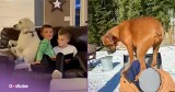 These Pups Know Where They Sit and Aren't Moving for Anyone