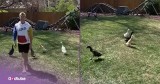 Duck Playing Classic Children’s Game Is Cutest Thing You’ll See Today