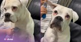 This Sweet Pup’s Adorable Check-Up Will Melt Your Heart