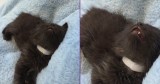One Second Meowing, the Next Second Fast Asleep
