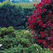 The Tale of Two Gardens