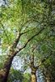 The Blessed Person: An Exposition of Psalm 1:1