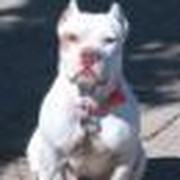 Pit Bull Ministry