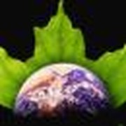 Responding to "Green Politics," Part Three