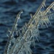 Breaking The Ice