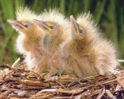 Middle School Ministry: The Nest Is Almost History