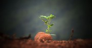 Sunday School Lesson: Growing Like a Seed