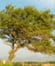 Why Jesus Compared Unforgiveness To the Sycamine Tree