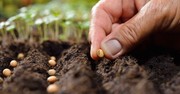 What Was Jesus Teaching Us in the Parable of the Sower (Matthew 13:1-23)?
