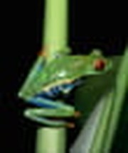 You Can’t Teach A Frog To Fly, So Stop Trying