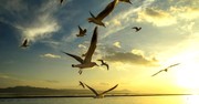 It Is for Freedom That We Are Set Free 