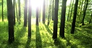 Quiz: How Well Do You Know the Book of Psalms?