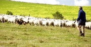 For the Days You Need to Hear Some Good News: Truth from Psalm 23