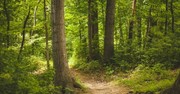Finding Hope in the Wilderness