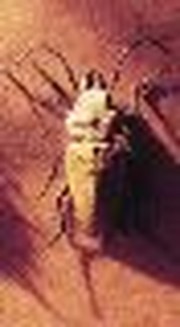 Entomology: The Study of Insects