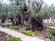 Walk the Land: The Final Footsteps of Jesus