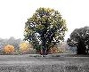 Bromide Prayers and Safe Trees