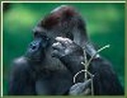 Scientist Controversy Panics Evolutionists